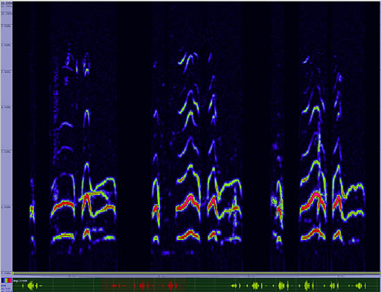 bird sonogram