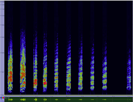 bird sonogram