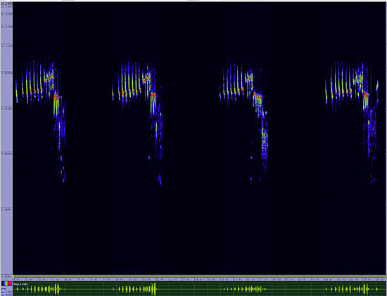 bird sonogram