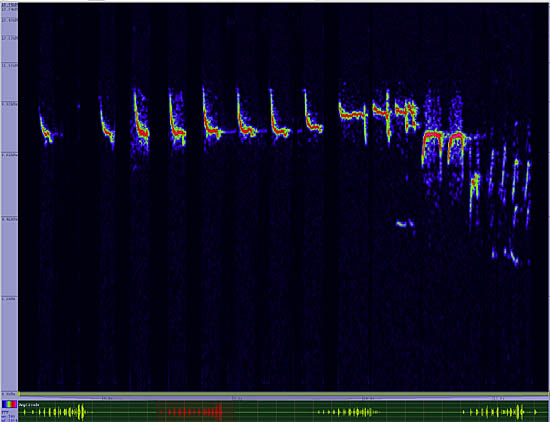 bird sonogram