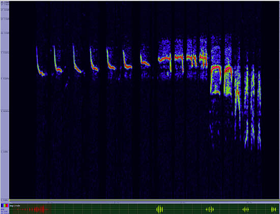 bird sonogram