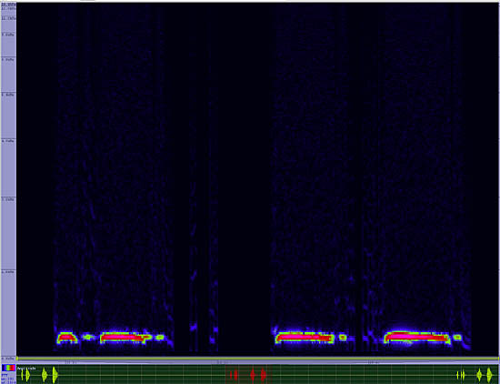 bird sonogram