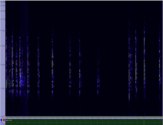 bird sonogram