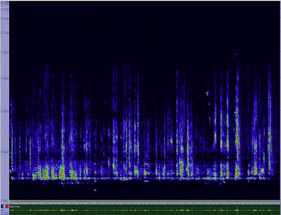 bird sonogram