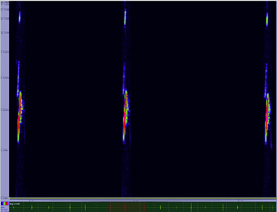 bird sonogram