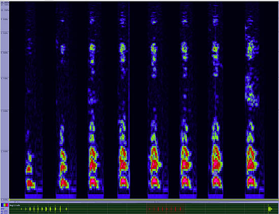 bird sonogram