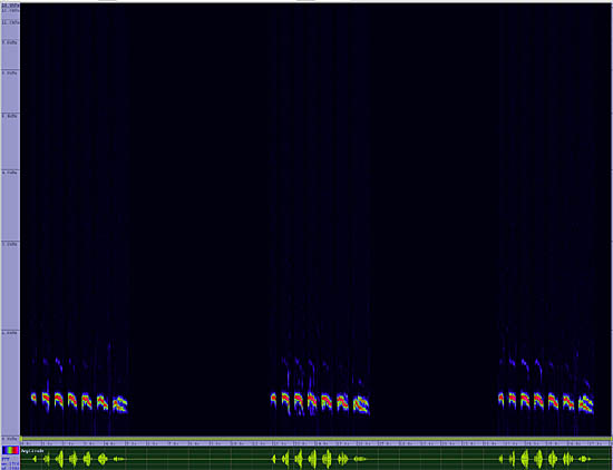 bird sonogram