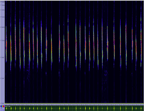 bird sonogram