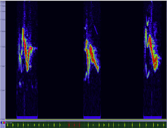 bird sonogram