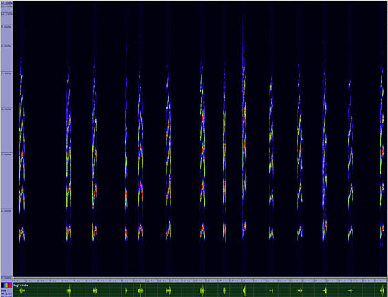 bird sonogram