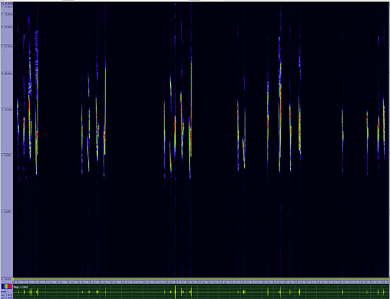 bird sonogram