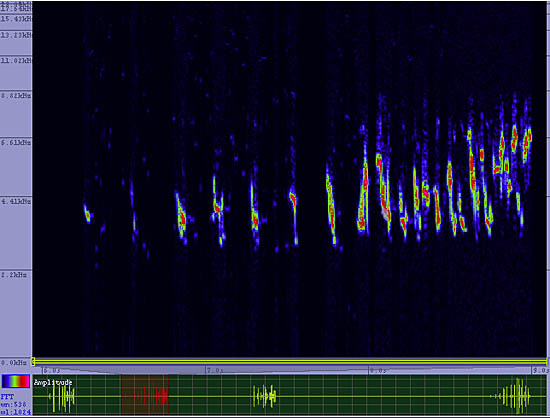 bird sonogram