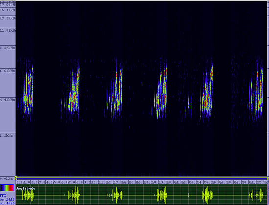 bird sonogram