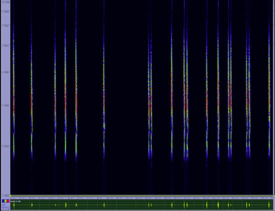 bird sonogram