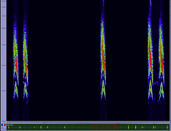 bird sonogram