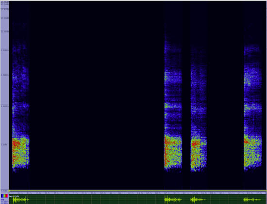 bird sonogram