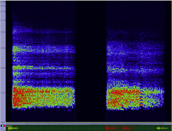 bird sonogram