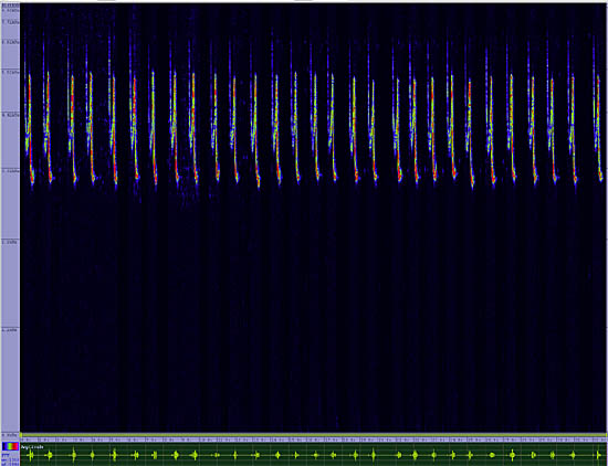 bird sonogram