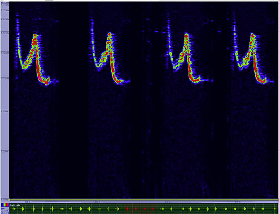 bird sonogram