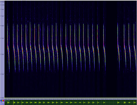 bird sonogram