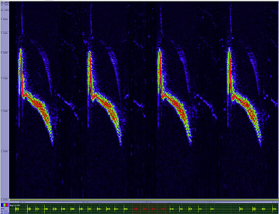 bird sonogram