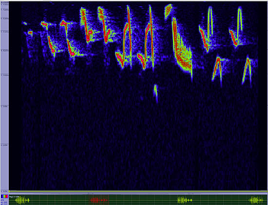 bird sonogram