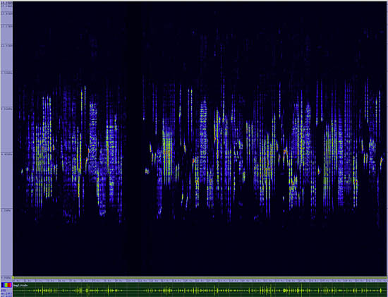 bird sonogram