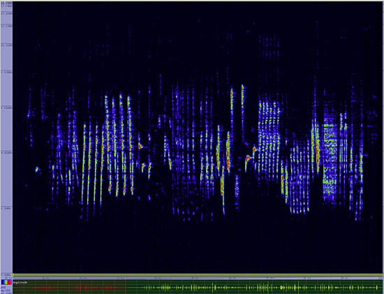 bird sonogram