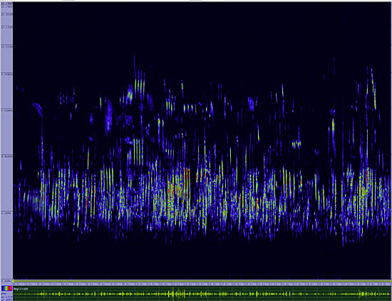 bird sonogram