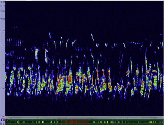 bird sonogram