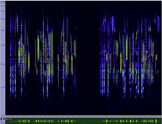 bird sonogram