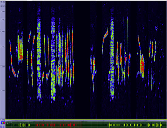 bird sonogram