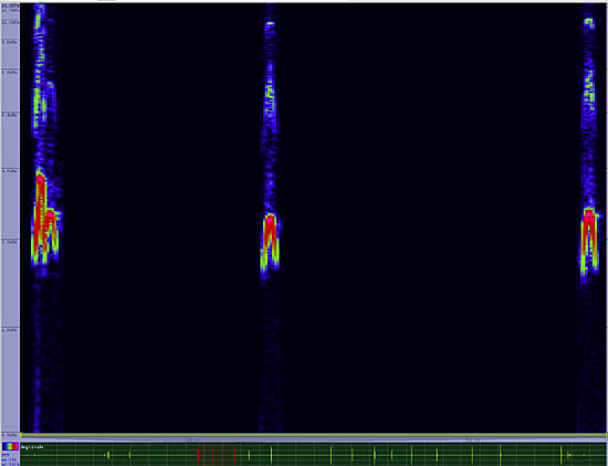 bird sonogram