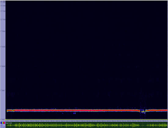 bird sonogram