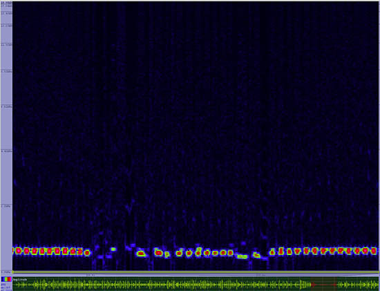 bird sonogram