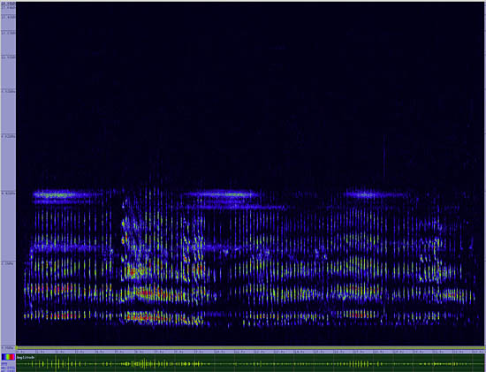 bird sonogram