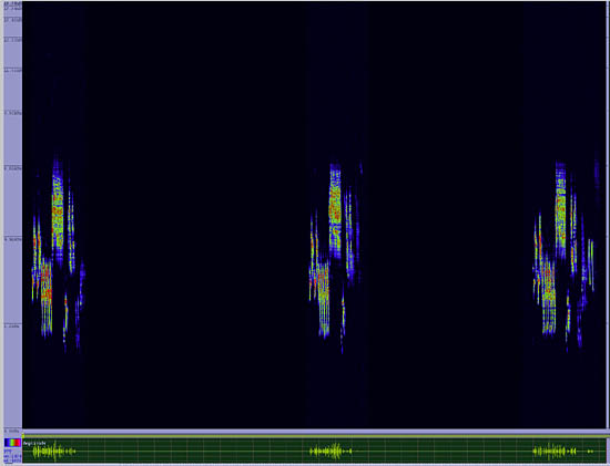 bird sonogram