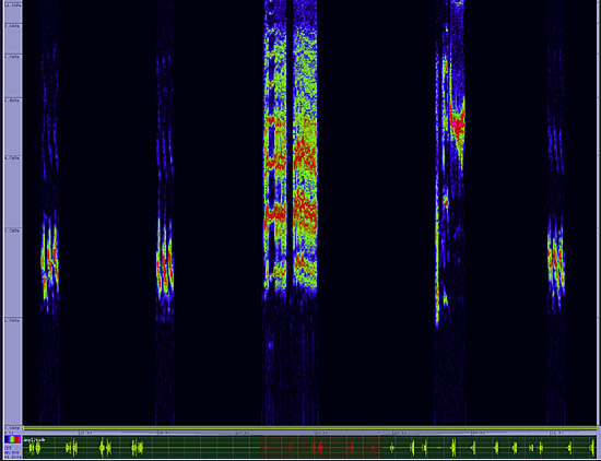 bird sonogram