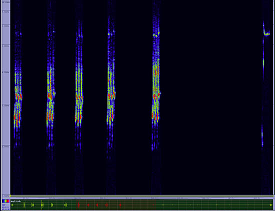 bird sonogram