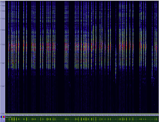 bird sonogram