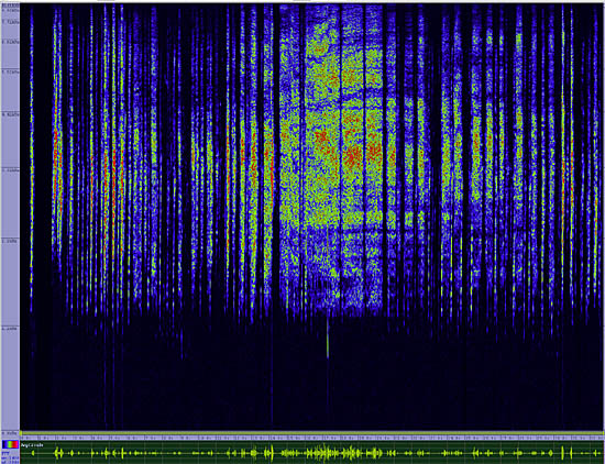 bird sonogram