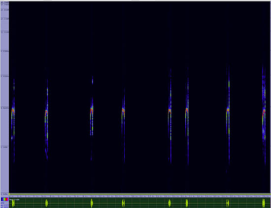 bird sonogram