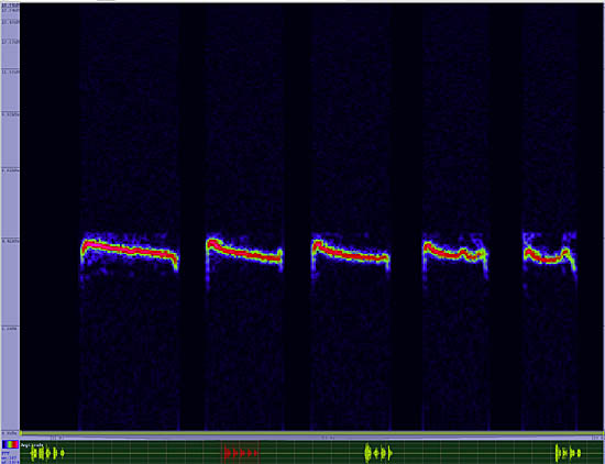 bird sonogram