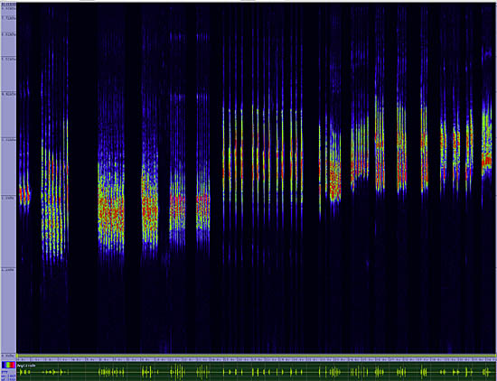 bird sonogram