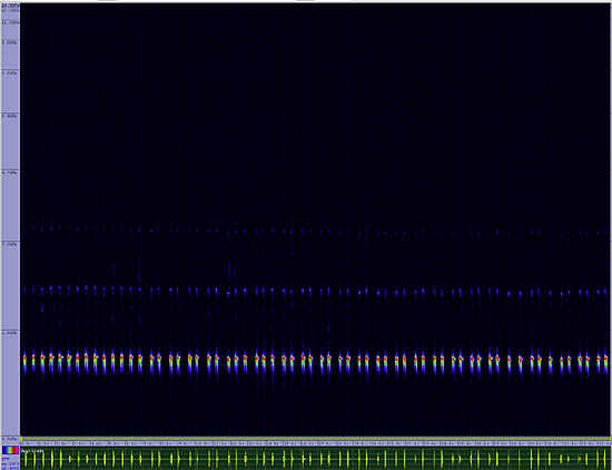 bird sonogram