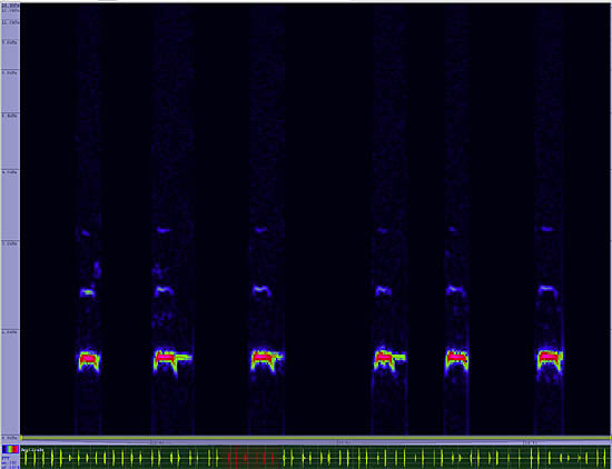 bird sonogram