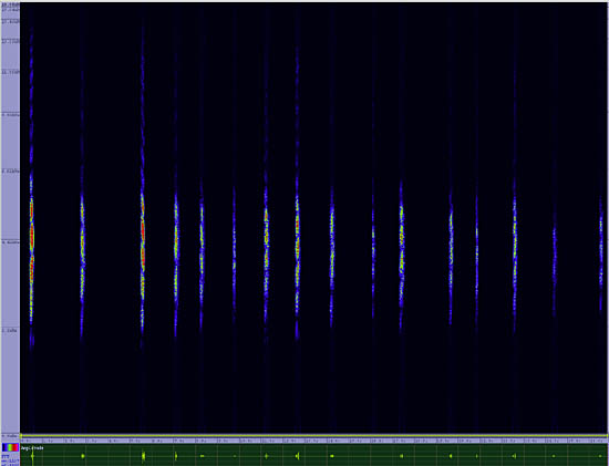 bird sonogram