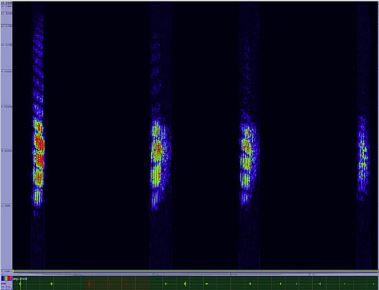 bird sonogram