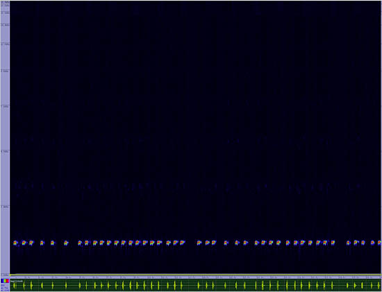 bird sonogram