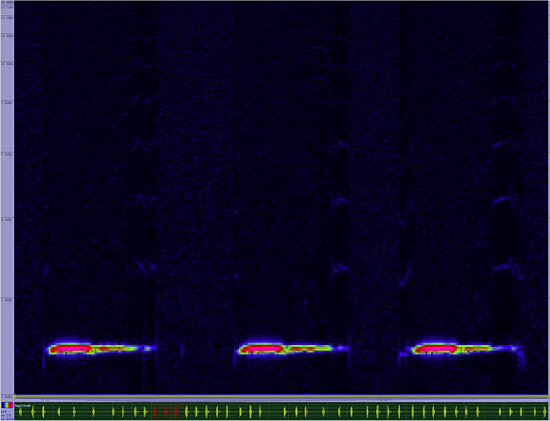 bird sonogram